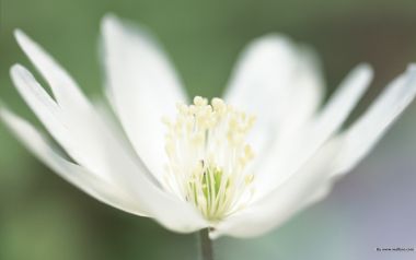 白色银莲花特写：自然的细腻之美
