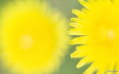 Yellow Dandelion Macro Shot Soothing Nature