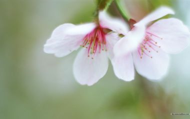 日本樱花特写：粉色花瓣与细腻花蕊的春天画卷