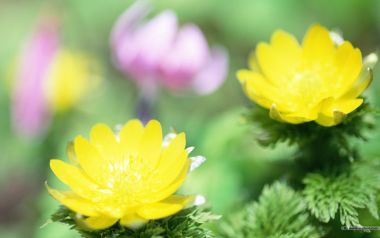 Spring Yellow Flower Pink Spire Macro Wallpaper