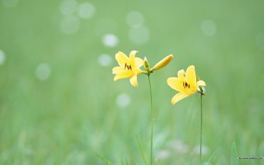 春日黄花萱草「sweet_wildflower」