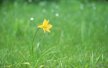 Yellow Hemerocallis In Bloom
