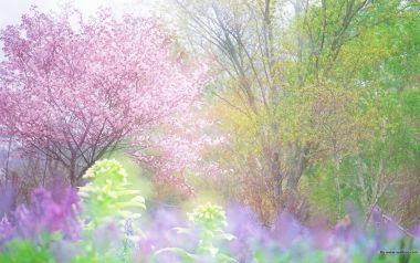 日本春日樱花与紫花治愈风景