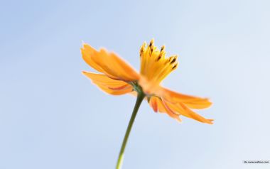 橙色花朵在蓝天下的静谧之美