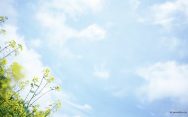 Spring Cabbage Flowers And Blue Sky