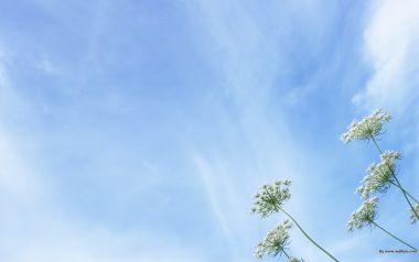 White Flowers In Bright Sky Nature Wallpaper