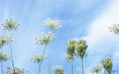 White Flowers Beneath Blue Sky