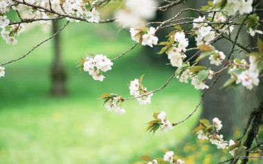 Japanese Spring Sakura Blooming