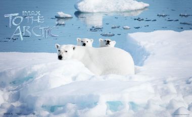 Polar Bears On Arctic Ice