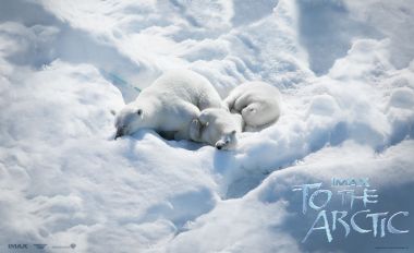 北极熊母子在雪地安睡的宁静瞬间