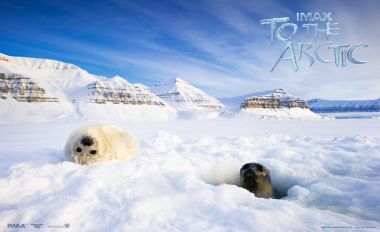 Arctic Seal Pups Snow Ice