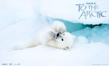 北极熊幼崽在冰雪中嬉戏的治愈瞬间