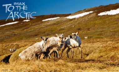 Arctic Reindeer Herd Mountain Grassland