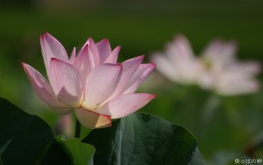 Japanese Pink Lotus Flower Photography