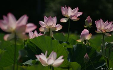Japanese Summer Lotus Pond Photography