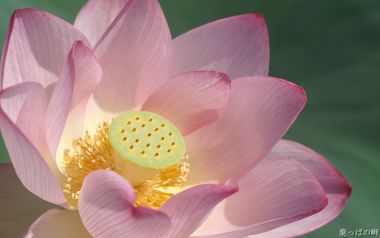 Japanese Pink Lotus Flower Macro