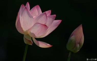 Pink Lotus Blossom And Bud Yappano Misaki