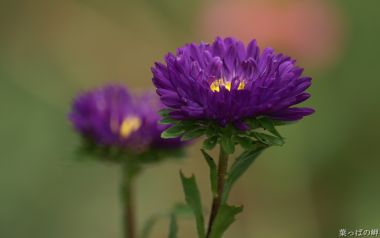 Purple Chrysanthemum Photography Nippon Kasumiya