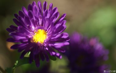 Japanese Purple Chrysanthemum Sunlight Warmth