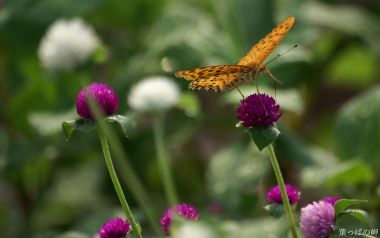 Butterfly On Purple Flower Calm Moment
