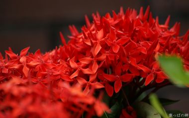 Red Ixora Flower Special Closeup