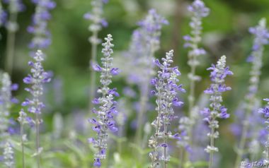 Purple Lavender In Japanese Garden