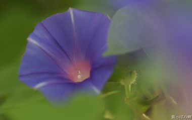 Purple Morning Glory Japan Minami Aso