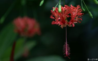Japanese Tropical Flower Hibiscus Schizopetalus