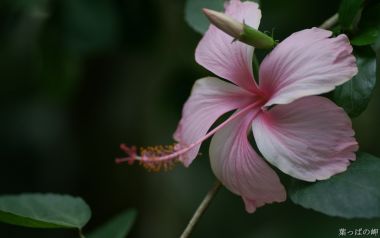 Pink Hibiscus Flower Specimen