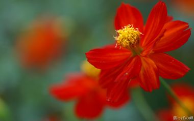 Red Cosmos Macro Photography