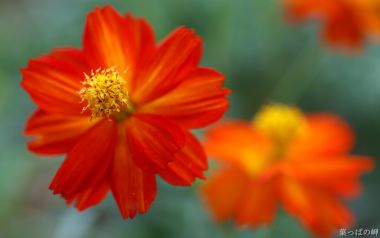 Orange Flower Macro Nature