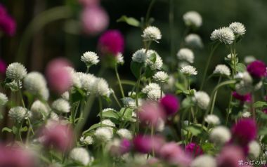 Spring Garden Pom Pom Flowers White Pink