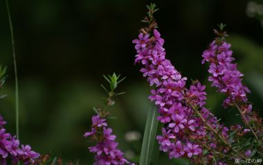 紫色水生植物花簇「叶っぱの岬」