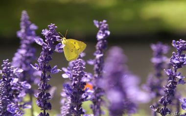 Yellow Butterfly On Purple Lavender