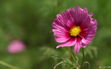 日本波斯菊：粉色花瓣与黄色花蕊的自然之美