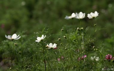 日本花园中的白色波斯菊