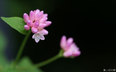 日本自然中的粉色花卉特写