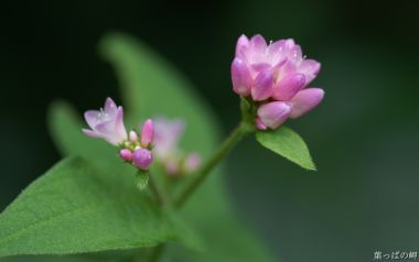 Pink Flower Nature Japan