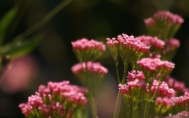 Digital Flower Photography Newflower065