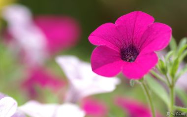 紫色花朵特写：细腻纹理与柔和背景的完美结合