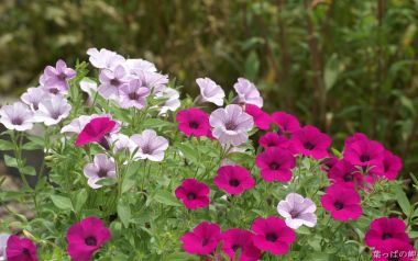 Japanese Garden Purple Pink Flowers Photography