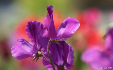 Japanese Lathyrus Flower Special Closeup