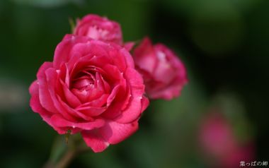 日本「叶っぱの畔」粉色玫瑰特写