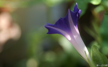 Japanese Leaf Park Purple Morning Glory Photography