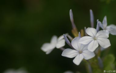 Blue Paper Flower White Bloom