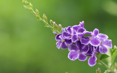 日本紫花特写：细腻纹理与清新绿意的完美结合