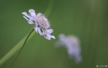 日本蓝盆花微距摄影