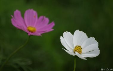 日本叶っぱの岬的波斯菊写实摄影