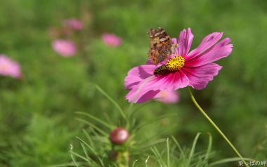 Butterfly On Pink Flower Nature Calmness