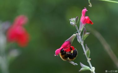 Bee Pollinating Red Flower Microscopic
